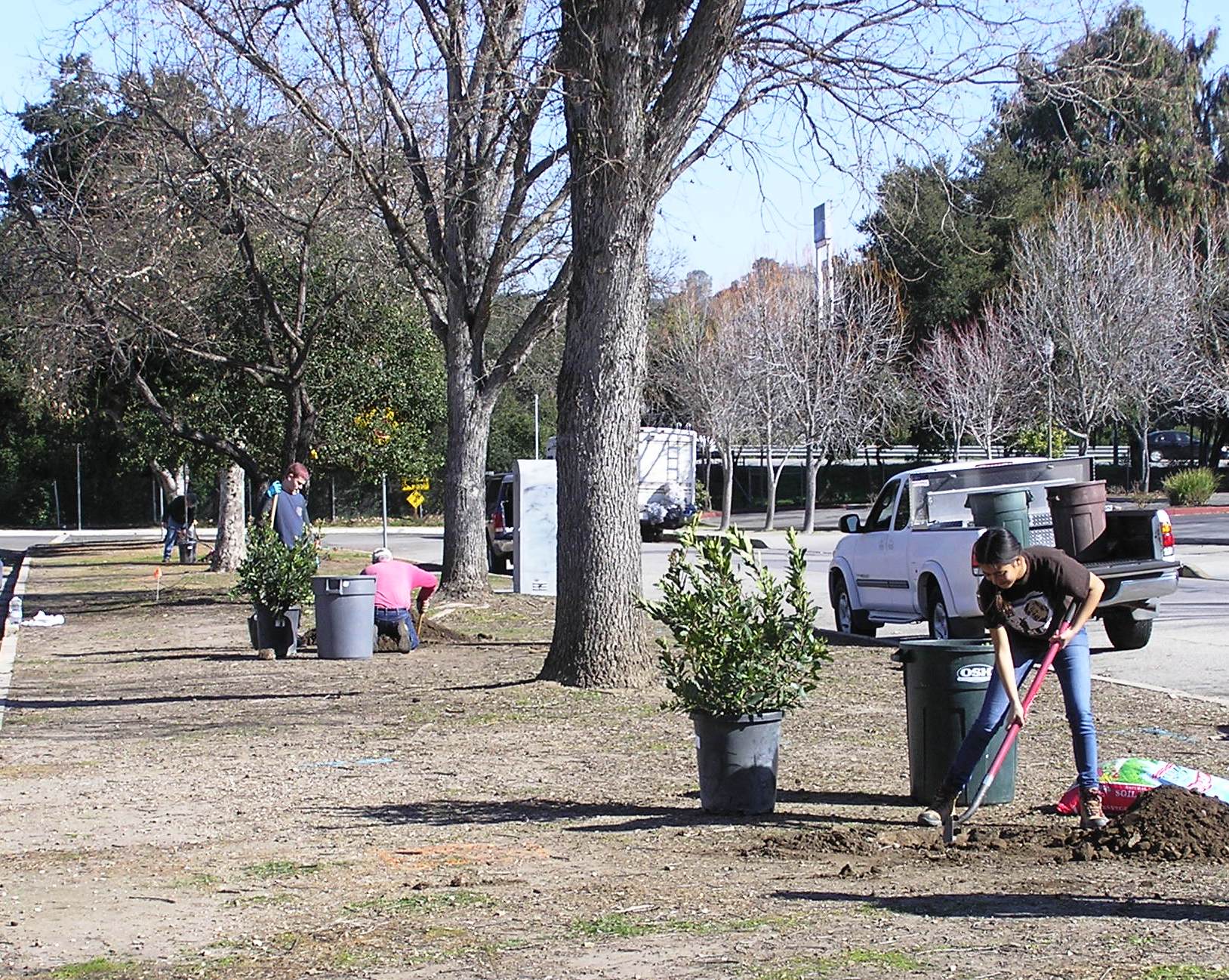 Planting the Toyons!